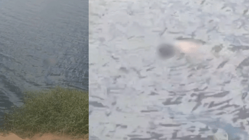 Vídeo: corpo de homem é encontrado boiando no Lago da Perucaba, em Arapiraca