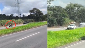 Reprodução