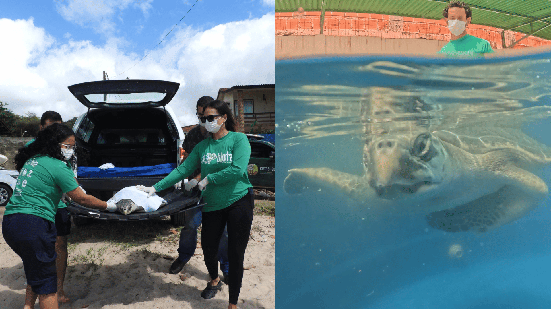 Após meses em reabilitação, tartaruga\u002Doliva é devolvida ao mar em Alagoas