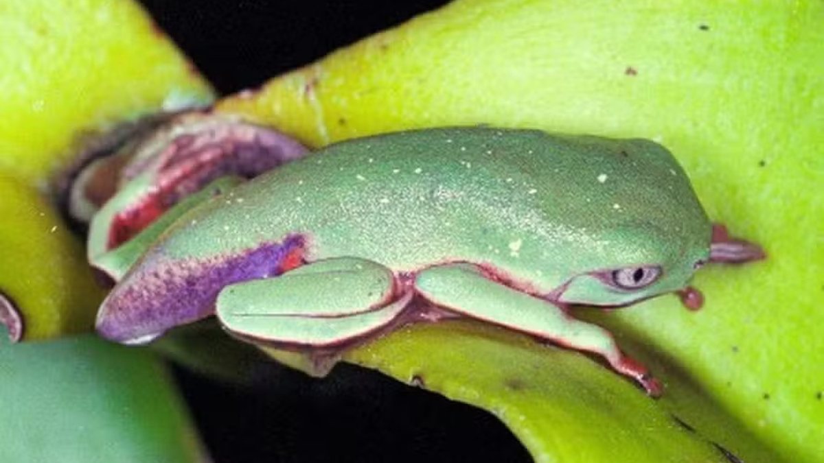 Vírus letal reduz em 83% população de pererecas em reserva da Mata Atlântica