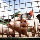 Já em quantidade de animais, o estado ocupava a 17ª posição nacional - Foto: Magnifc