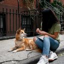 Imagem Animais comunitários: quem cuida, quem protege e o que diz a lei?