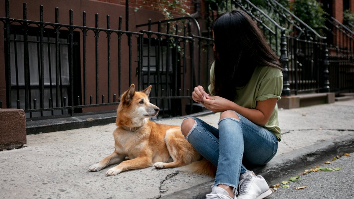 Animais comunitários: quem cuida, quem protege e o que diz a lei?