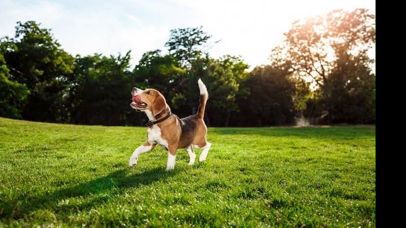 Doença do carrapato: como identificar os sinais e proteger seu pet?