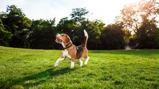 Doença do carrapato: como identificar os sinais e proteger seu pet?