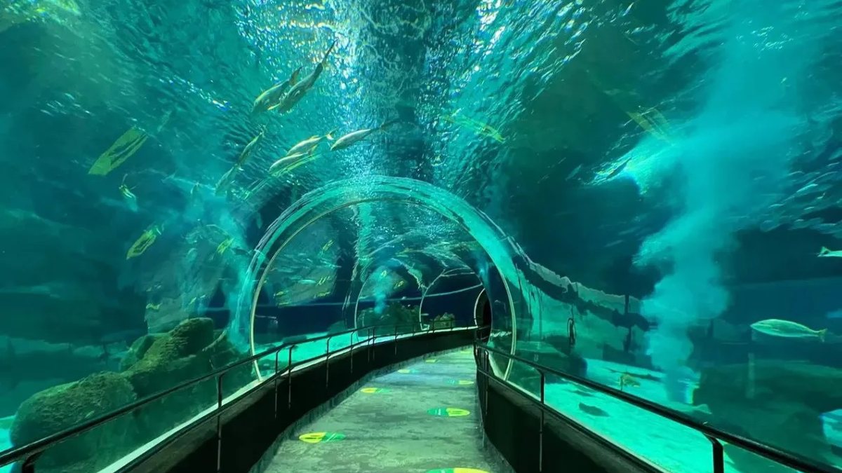 Projeto que proíbe zoológicos e aquários movimenta participação popular na Câmara dos Deputados