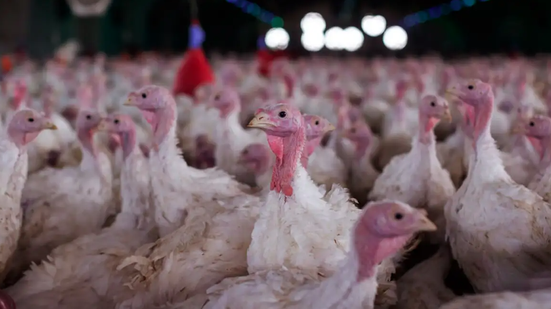Vírus que afeta aves é detectado em SC e governo impõe emergência em quatro municípios