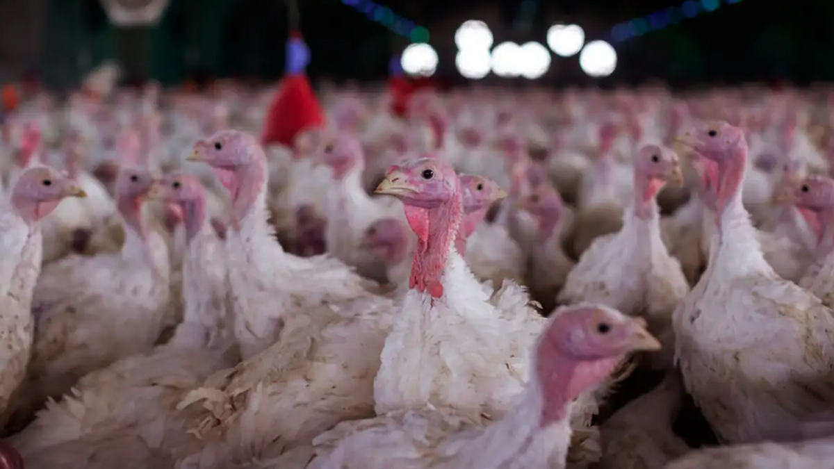 Vírus que afeta aves é detectado em SC e governo impõe emergência em quatro municípios