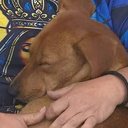 Cachorro caramelo segue romeiros na Dutra e é adotado durante peregrinação até Aparecida - Reprodução / TV Vanguarda