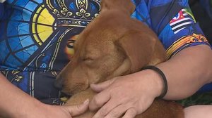 Cachorro caramelo segue romeiros na Dutra e é adotado durante peregrinação até Aparecida - Reprodução / TV Vanguarda