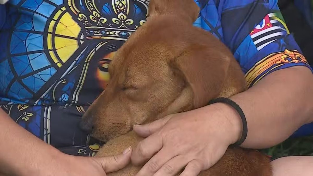 Cachorro caramelo segue romeiros e é adotado durante peregrinação até Aparecida