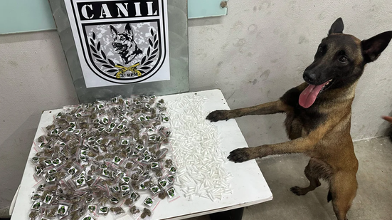 Cadela farejadora encontra 770 porções de drogas em área de mata em Arapiraca