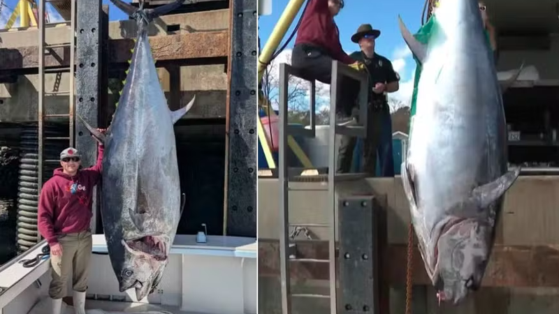 Recorde inesperado: pescador fisga atum gigantesco de mais de 500 quilos