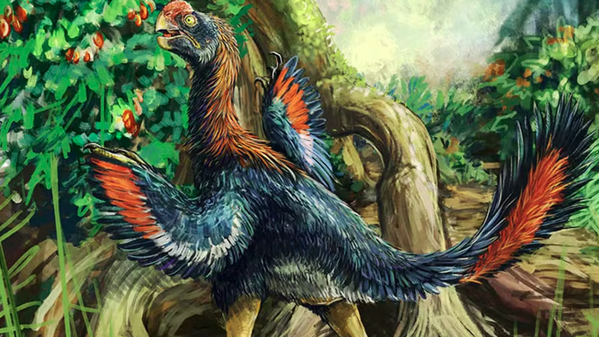 Descoberta \u0022galinha do inferno\u0022 que pode ser 1º dinossauro comedor de frutas