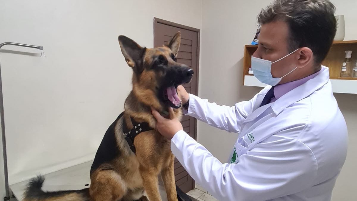Outubro Rosa Pet: saiba como identificar e prevenir o câncer de mama em cadelas e gatas