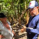 Defesa Sanitária Vegetal monitora a praga desde sua detecção em Alagoas - Ascom Adeal