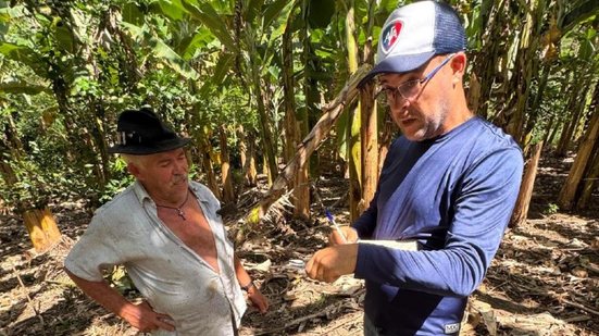 Defesa Sanitária Vegetal monitora a praga desde sua detecção em Alagoas - Ascom Adeal