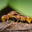 Foto: Reprodução/Site do Hawaii Ant Lab/ Little Fire Ants