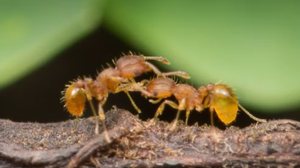 Foto: Reprodução/Site do Hawaii Ant Lab/ Little Fire Ants
