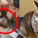 Suspeito de matar gata em academia na Ponta Verde é preso no interior de Alagoas - Divulgação