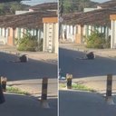 Homem é assassinado a tiros no meio de avenida na Santa Amélia - Reprodução / Redes sociais
