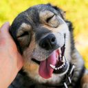 Imagem 5 sinais de alerta para a saúde do seu pet