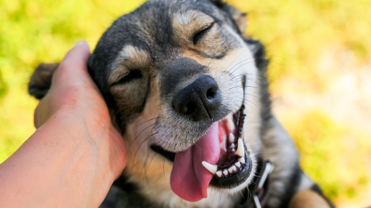 Blog Meu Bichinho: \u00275 sinais de alerta para a saúde do seu pet\u0027