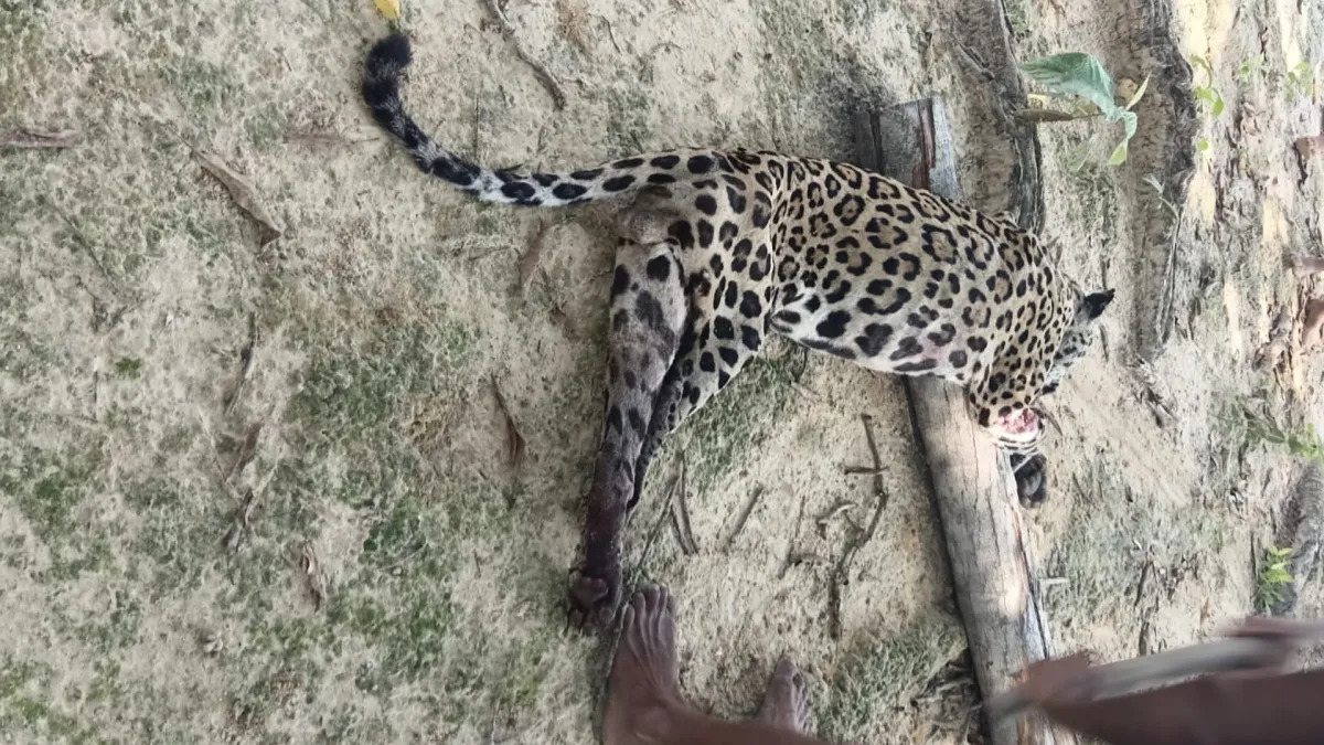 Menina fica em estado grave após ataque de onça em aldeia indígena
