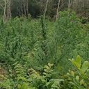 Estimativas apontam que plantação tinha potencial para produzir até 600 quilos do entorpecentes - Foto:  Ascom PM