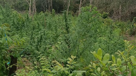 Estimativas apontam que plantação tinha potencial para produzir até 600 quilos do entorpecentes - Foto:  Ascom PM