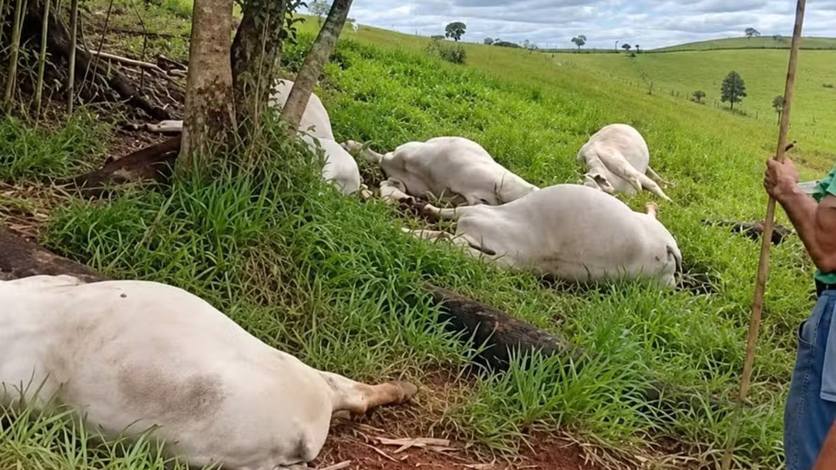 Raio atinge árvore e mata 16 cabeças de gado durante temporal