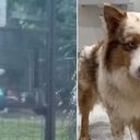 Ravi foi agredido em hotel para pets - Reprodução / Instagram