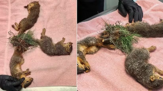 Reprodução/Facebook(ReWilding IN)