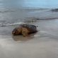 Tartaruga\u002Dmarinha é encontrada morta na Praia de Ponta Verde