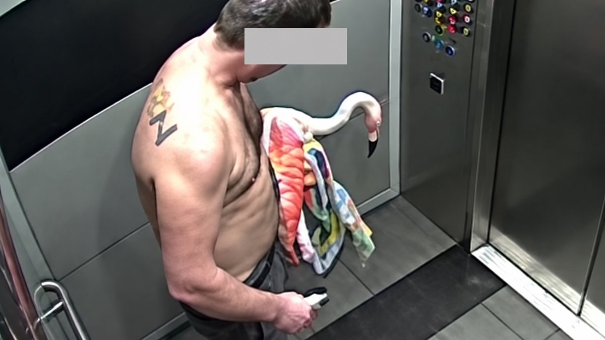 Turista pode pegar até 4 anos de prisão após beber 40 cervejas e sequestrar flamingo de hotel nos EUA
