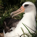 Wisdom em janeiro de 2021, ano em que se tornou avó  • Jon Brack/USFWS