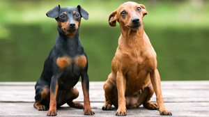 O pinscher precisa de atividades na rotina para manter a saúde física e mental (Imagem: Lisjatina | Shutterstock)