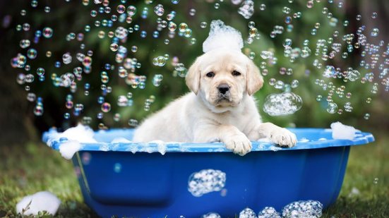 Cuidados simples ajudam a tornar o banho mais seguro para o filhote (Imagem: otsphoto | Shutterstock)