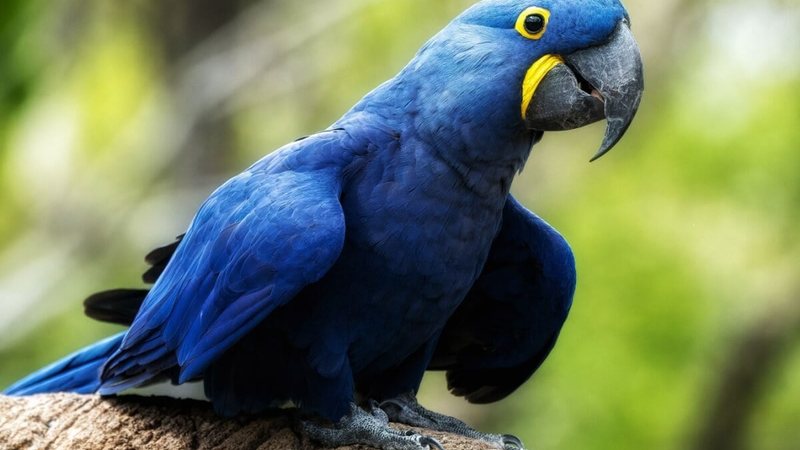 10 curiosidades incríveis sobre a arara-azul