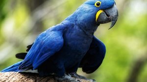 A arara-azul é originária principalmente do Pantanal, Cerrado e algumas regiões da Amazônia (Imagem: Purple_Graphics | Shutterstock)
