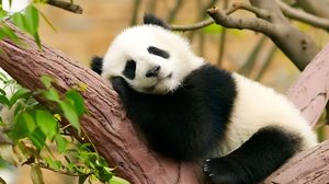 As características incomuns dos pandas despertam curiosidades (Imagem:  Jazs_photograph | Shutterstock)