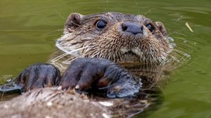 As lontras têm uma complexidade biológica e comportamental fascinante (Imagem: Colin Seddon | Shutterstock)