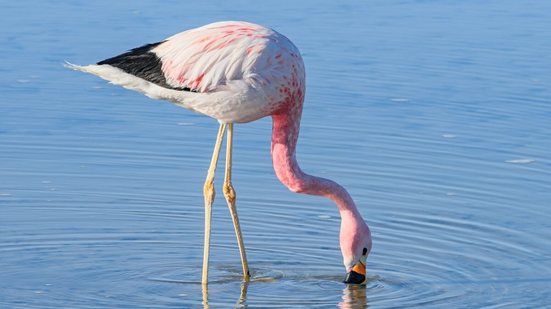 Os hábitos alimentares dos animais na natureza variam bastante de acordo com a espécie (Imagem: pauloalberto82 | Shutterstock)