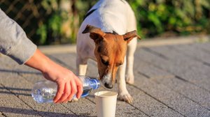 Pequenas ações fazem toda diferença na vida de animais indefesos (Imagem: 
Gagarin Iurii | Shutterstock)