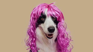 O Carnaval com o seu cachorro pode ser uma experiência inesquecível (Imagem: Julia Zavalishina | Shutterstock)