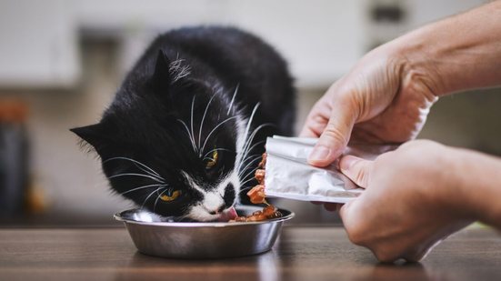 Os sachês são uma alternativa nutritiva, prática e altamente palatável para complementar ou até substituir a ração seca dos gatos (Imagem: Jaromir Chalabala | Shutterstock)