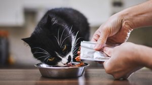 Os sachês são uma alternativa nutritiva, prática e altamente palatável para complementar ou até substituir a ração seca dos gatos (Imagem: Jaromir Chalabala | Shutterstock)