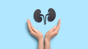 Os rins desempenham papel fundamental no funcionamento do organismo (Imagem: Pixel-Shot | Shutterstock)