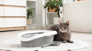 Pequenos cuidados ajudam a manter gatos mais seguros, ativos e felizes (Imagem: Pixel-Shot | Shutterstock)