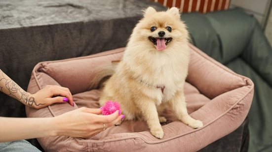 Alguns itens são indispensáveis para o cachorro viver de forma saudável e equilibrada (Imagem: LightField Studios | Shutterstock)
